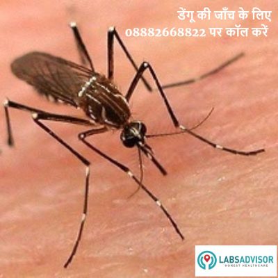 डेंगू टेस्ट in Hindi